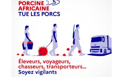 Peste Porcine Africaine (PPA) : Comment prévenir l’introduction en France ?