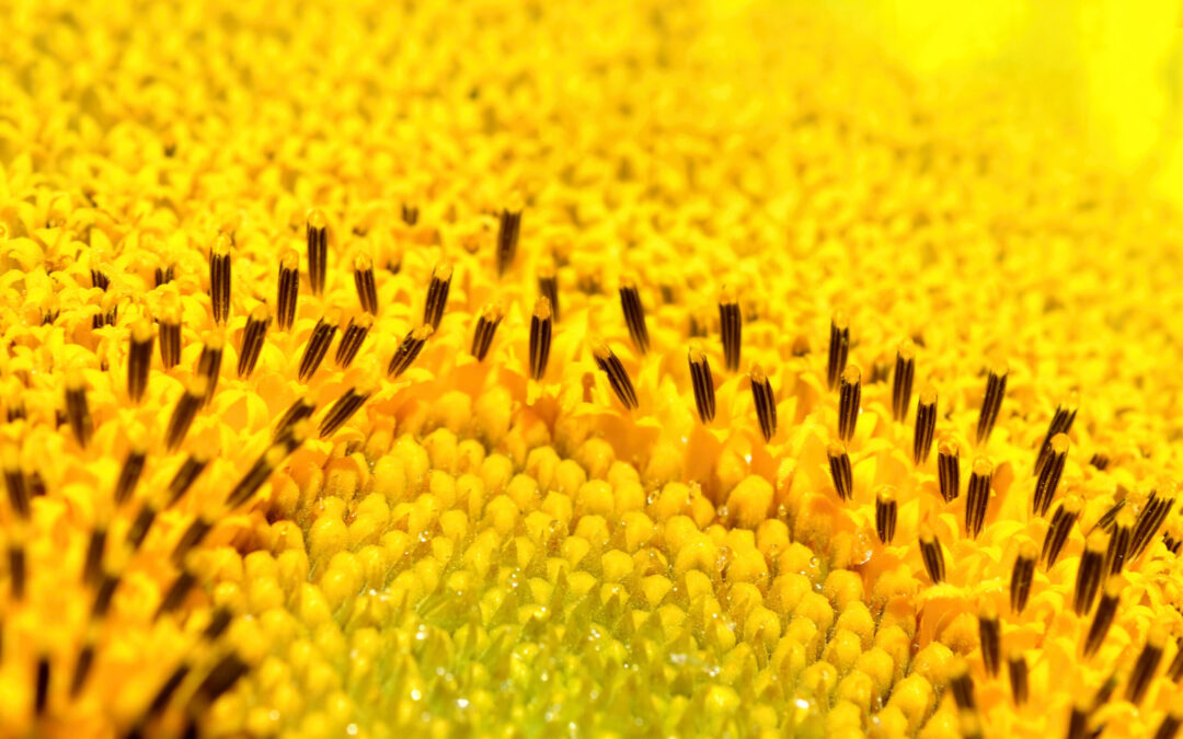 Suivez l’état du pollen en temps réel avec Live Pollen